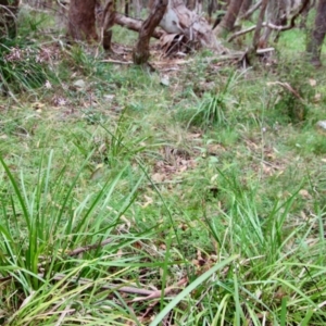 Dianella longifolia at Mongarlowe, NSW - 21 Jan 2022