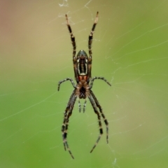 Plebs bradleyi (Enamelled spider) at Mongarlowe River - 21 Jan 2022 by LisaH