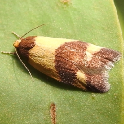 Echinobasis halata (A Concealer moth) at Stromlo, ACT - 21 Jan 2022 by HelenCross