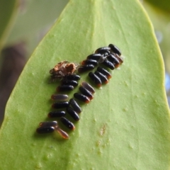 Paropsisterna sp. (genus) (A leaf beetle) at Lions Youth Haven - Westwood Farm A.C.T. - 21 Jan 2022 by HelenCross