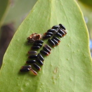 Paropsisterna sp. (genus) at Stromlo, ACT - 21 Jan 2022