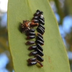 Paropsisterna sp. (genus) at Stromlo, ACT - 21 Jan 2022