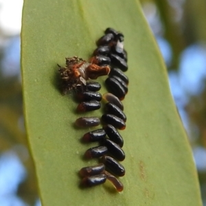 Paropsisterna sp. (genus) at Stromlo, ACT - 21 Jan 2022