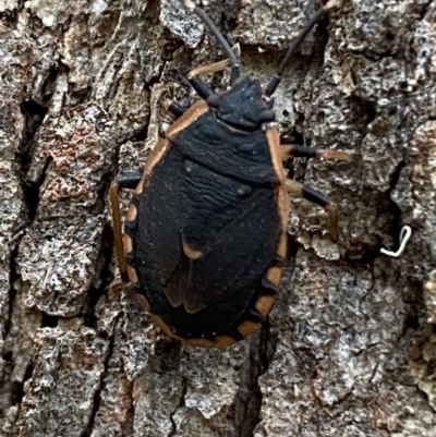 Diemenia rubromarginata (Pink-margined bug) at QPRC LGA - 21 Jan 2022 by Steve_Bok