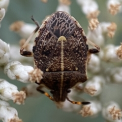 Oncocoris geniculatus (A shield bug) at Googong, NSW - 21 Jan 2022 by SteveBorkowskis