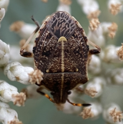 Oncocoris geniculatus (A shield bug) at Googong, NSW - 21 Jan 2022 by SteveBorkowskis