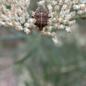 Oncocoris geniculatus at Googong, NSW - 21 Jan 2022