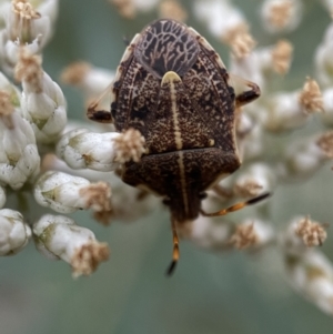 Oncocoris geniculatus at Googong, NSW - 21 Jan 2022