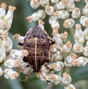 Oncocoris geniculatus at Googong, NSW - 21 Jan 2022