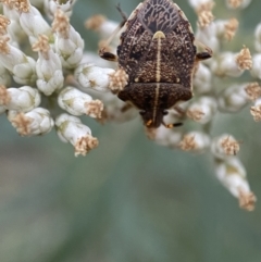 Oncocoris geniculatus at Googong, NSW - 21 Jan 2022