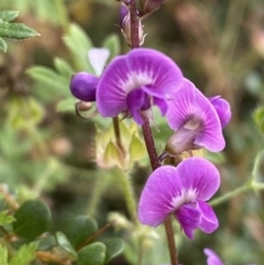 Glycine sp. at Jerrabomberra, NSW - 21 Jan 2022 by SteveBorkowskis
