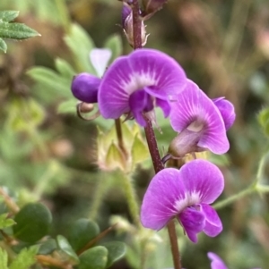 Glycine sp. at Jerrabomberra, NSW - 21 Jan 2022 06:38 PM