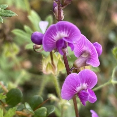 Glycine sp. at Jerrabomberra, NSW - 21 Jan 2022 by Steve_Bok