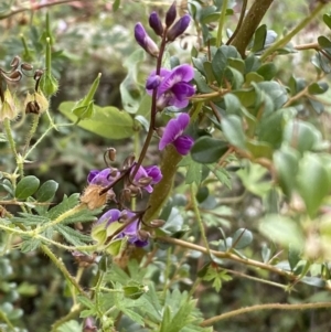 Glycine sp. at Jerrabomberra, NSW - 21 Jan 2022 06:38 PM