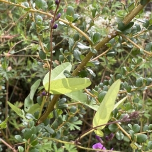 Glycine sp. at Jerrabomberra, NSW - 21 Jan 2022 06:38 PM