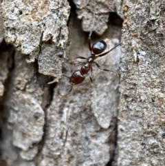 Papyrius sp. (genus) (A Coconut Ant) at Jerrabomberra, NSW - 21 Jan 2022 by SteveBorkowskis