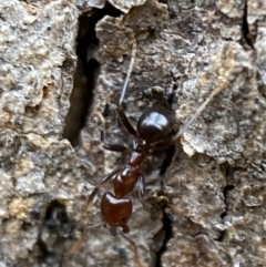 Papyrius sp. (genus) at Jerrabomberra, NSW - suppressed