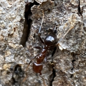 Papyrius sp. (genus) at Jerrabomberra, NSW - suppressed