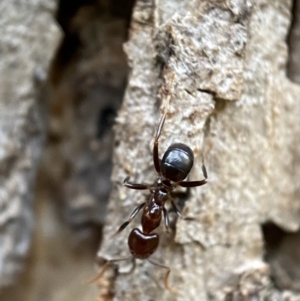 Papyrius sp. (genus) at Jerrabomberra, NSW - suppressed