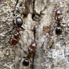 Papyrius sp. (genus) at Jerrabomberra, NSW - suppressed