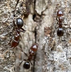 Papyrius sp. (genus) at Jerrabomberra, NSW - suppressed