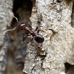 Papyrius sp. (genus) at Jerrabomberra, NSW - suppressed