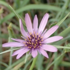 Tragopogon porrifolius subsp. porrifolius (Salsify, Oyster Plant) at Cook, ACT - 19 Jan 2022 by drakes