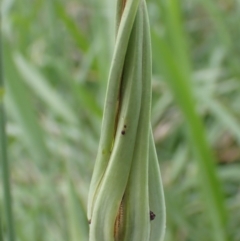 Tragopogon porrifolius subsp. porrifolius at Cook, ACT - 19 Jan 2022
