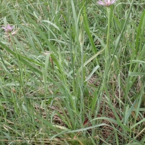 Tragopogon porrifolius subsp. porrifolius at Cook, ACT - 19 Jan 2022 09:12 AM