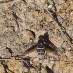 Villa sp. (genus) (Unidentified Villa bee fly) at QPRC LGA - 21 Jan 2022 by Steve_Bok