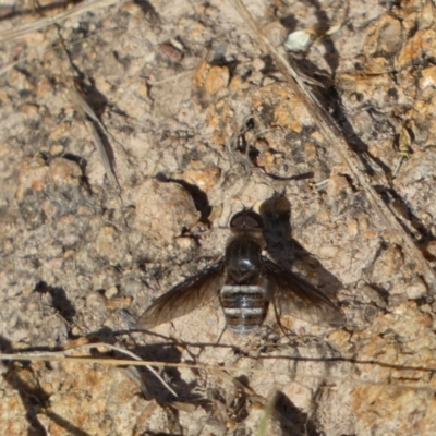 Villa sp. (genus) (Unidentified Villa bee fly) at QPRC LGA - 21 Jan 2022 by Steve_Bok