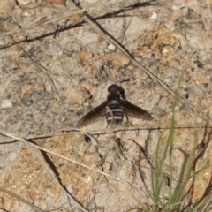 Villa sp. (genus) at Jerrabomberra, NSW - 21 Jan 2022