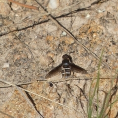 Villa sp. (genus) at Jerrabomberra, NSW - 21 Jan 2022