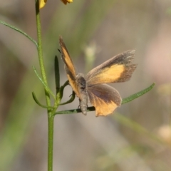 Paralucia pyrodiscus (Fiery Copper) at QPRC LGA - 21 Jan 2022 by Steve_Bok