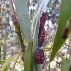 Delias harpalyce at Stromlo, ACT - 21 Jan 2022