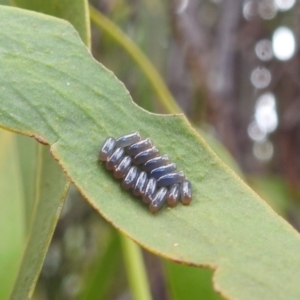 Paropsisterna sp. (genus) at Stromlo, ACT - 21 Jan 2022