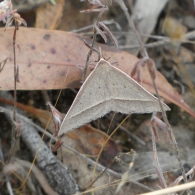 Epidesmia hypenaria (Long-nosed Epidesmia) at Jerrabomberra, NSW - 21 Jan 2022 by SteveBorkowskis