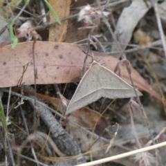 Epidesmia hypenaria at Jerrabomberra, NSW - 21 Jan 2022