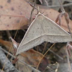 Epidesmia hypenaria at Jerrabomberra, NSW - 21 Jan 2022