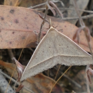 Epidesmia hypenaria at Jerrabomberra, NSW - 21 Jan 2022