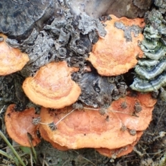 Trametes coccinea (Scarlet Bracket) at Cook, ACT - 18 Jan 2022 by drakes