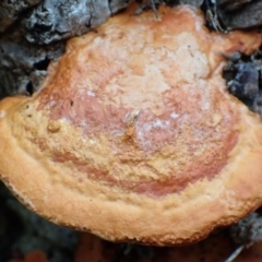 Trametes coccinea at Cook, ACT - 18 Jan 2022 07:30 AM