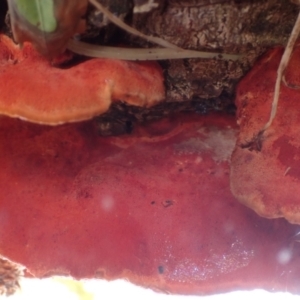 Trametes coccinea at Cook, ACT - 18 Jan 2022 07:30 AM