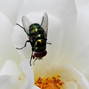 Lucilia sp. (genus) at Crooked Corner, NSW - 21 Jan 2022