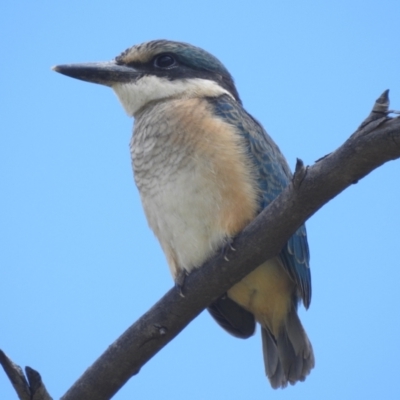 Todiramphus sanctus (Sacred Kingfisher) at Lions Youth Haven - Westwood Farm A.C.T. - 21 Jan 2022 by HelenCross