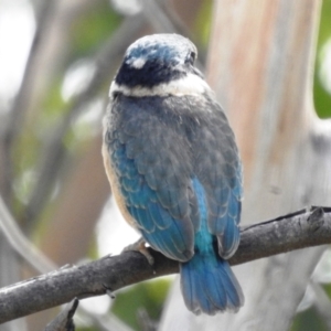 Todiramphus sanctus at Stromlo, ACT - suppressed