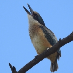 Todiramphus sanctus at Stromlo, ACT - suppressed