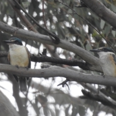 Todiramphus sanctus at Stromlo, ACT - suppressed