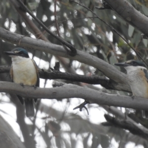 Todiramphus sanctus at Stromlo, ACT - suppressed