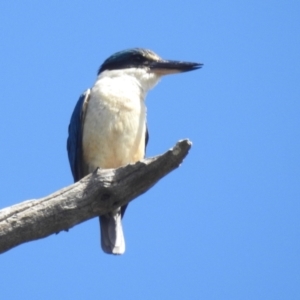 Todiramphus sanctus at Stromlo, ACT - suppressed